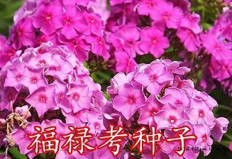 飘风骤雨成语接龙游戏