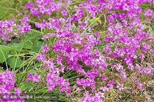 易地皆然成语接龙游戏