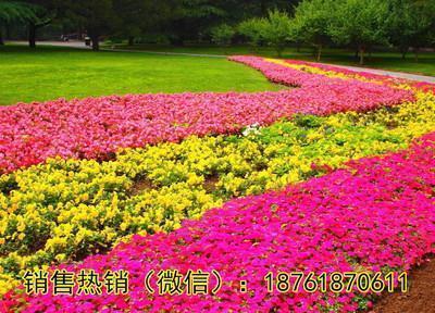 丫鬟抱着元宝睡打一成语