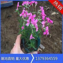 惩前毖后造句-用惩前毖后怎么造句