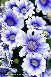 眠花宿柳成语接龙游戏