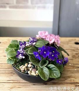 学游泳