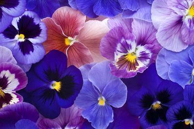 [春天写景的作文]