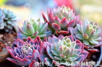 小石榴