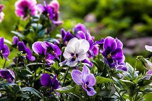 学校的花园_初中生作文,初二作文,初二写景作文_鲁保云完美作文