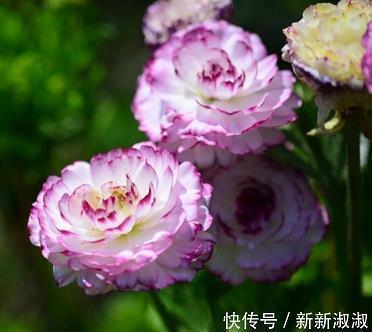 伺瑕抵蠙成语接龙游戏