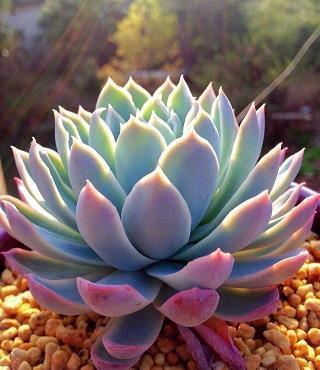 郑重其事成语接龙游戏