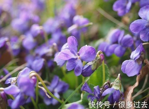 求亲靠友成语接龙游戏