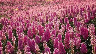 芝残蕙焚成语接龙游戏