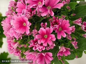 其乐融融成语接龙游戏