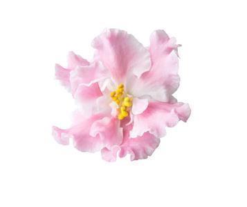 割水稻_小学生作文,三年级作文,三年级写景作文_第二实验小学 陈完美作文