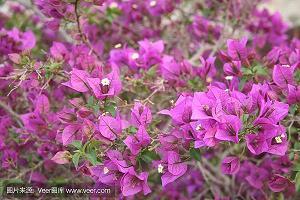 去杭州看梅花