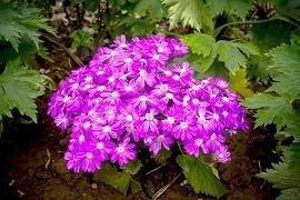 不要摘花