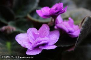 丁香知我心14