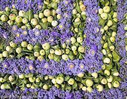 丁香花——家乡的花
