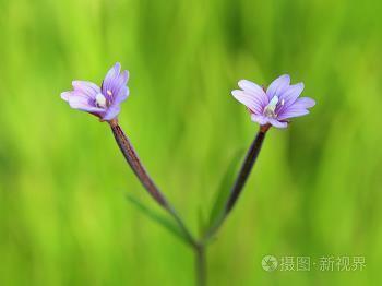 坏植散群成语接龙游戏