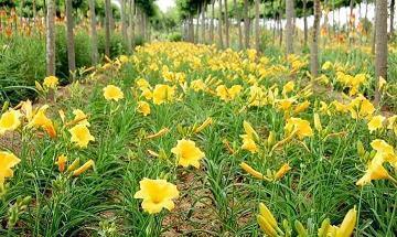 元宵节