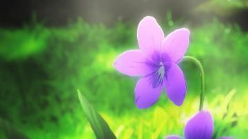 又见春花开