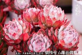 不一样的爱