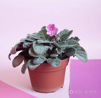 剗草除根成语接龙游戏