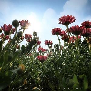 花花点点成语接龙游戏