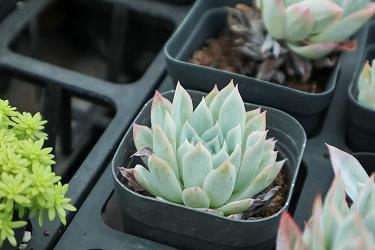 云兴霞蔚成语接龙游戏