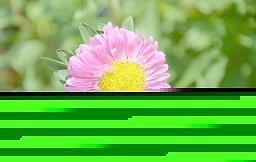 不倒翁不倒之谜
