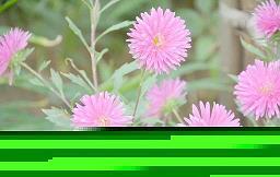 夏雨