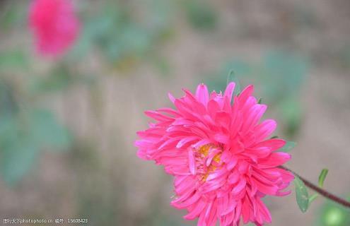 紫芝眉宇成语接龙游戏