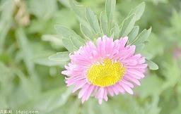 花遮柳掩成语接龙游戏