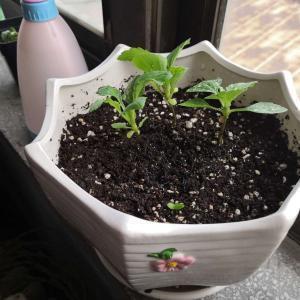 各就各位成语接龙游戏