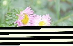从此，我远离了胆怯