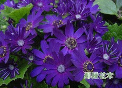 播穅眯目成语接龙游戏