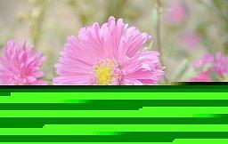 乡村的春天