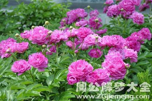 利齿能牙成语接龙游戏