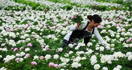 三月桃花
