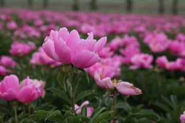 前襟后裾成语接龙游戏