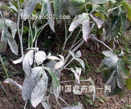 相忍为国成语接龙游戏