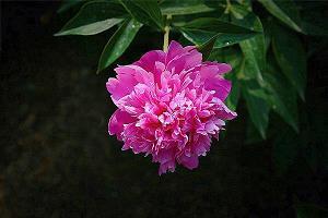 两花争韵
