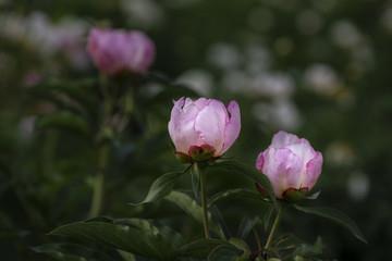 乡村四季