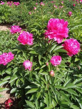 中秋节