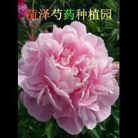 公园真是鲜花的海洋