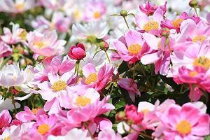 夏荷