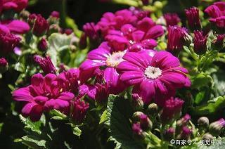 花营锦阵成语接龙游戏
