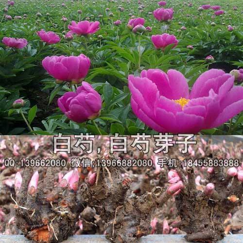 “仙山”半日游