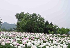 得意门生成语接龙游戏