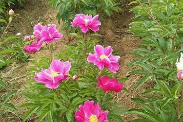 赍志而没成语接龙游戏