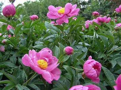 化作春泥更护花