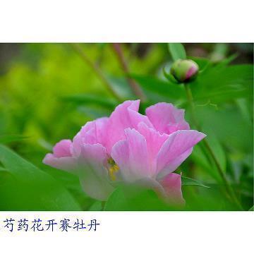 初二语文月考反思