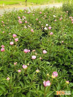 柳陌花巷成语接龙游戏